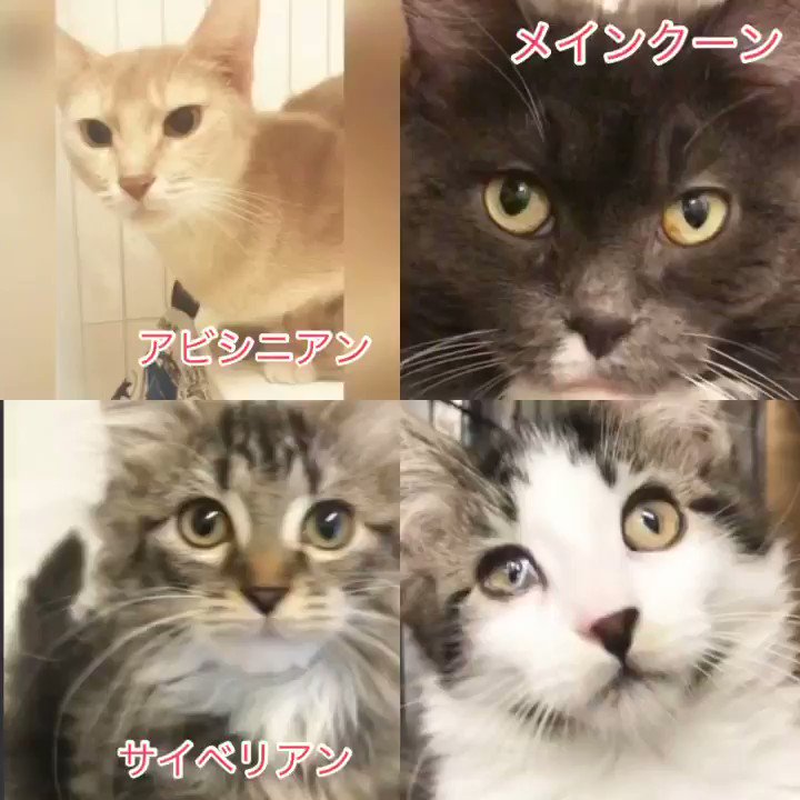 アゴはネコ 里親譲渡 保護猫 通常販売の 里親募集中の子 サイベリアン子猫ちゃん アビシニアン メインクーン マンチカン他 ハンディやブリーディング引退の為 行き場のない子達 皆幸せになりますように 保護猫 アゴはネコでお世話 里親 アゴはネコ 里親譲渡 保護猫 通常販売の 里親募集中の子 サイベリアン子猫ちゃん アビシニアン メインクーン マンチカン他 ハンディやブリーディング引退の為 行き場のない子達 皆幸せになりますように 保護猫 アゴはネコでお世話 里親