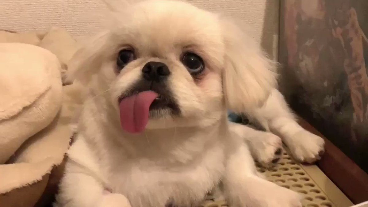 自宅で油断しきっていた犬 客がきた瞬間の 反応 に 吹き出す Grape グレイプ