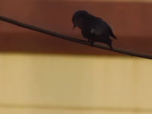 Well, well - looks like someone is getting ready for date night.
A regular morning, evening visitor to the