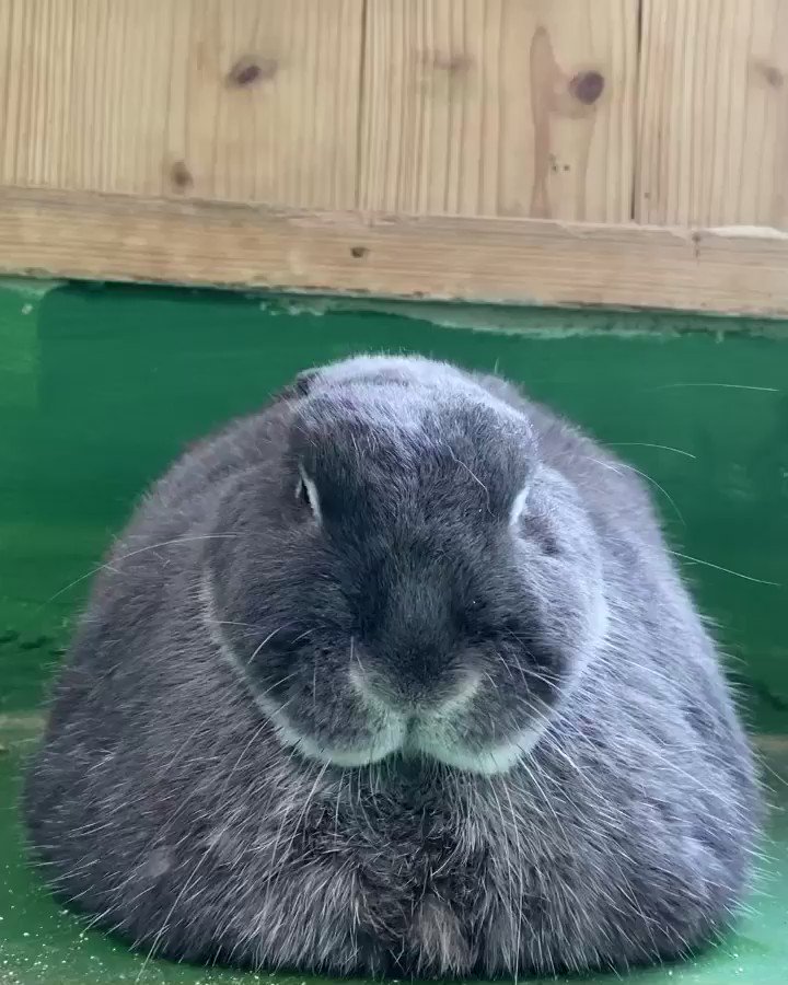 突然耳がシャキーンと立つうさぎの5秒動画が話題 その訳を動物園に聞いてみた Sirabee