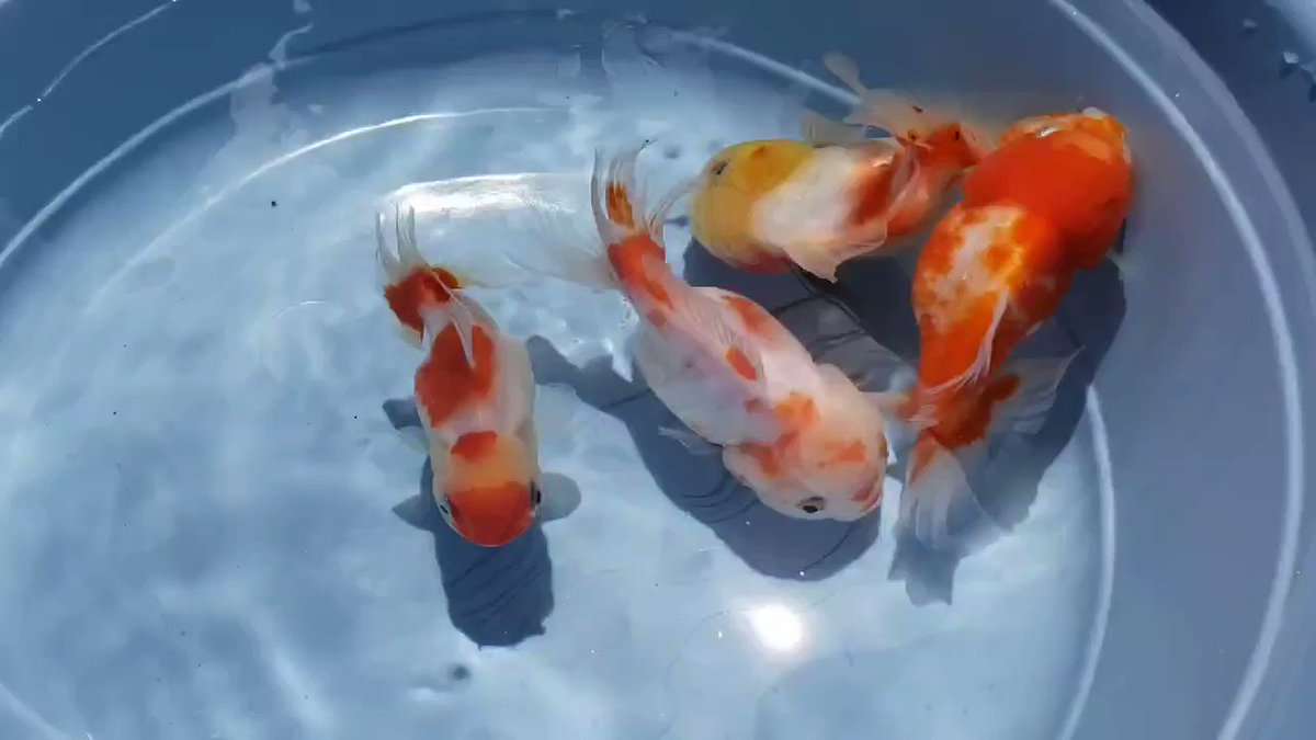金魚 トリメン 金魚 トリメン
