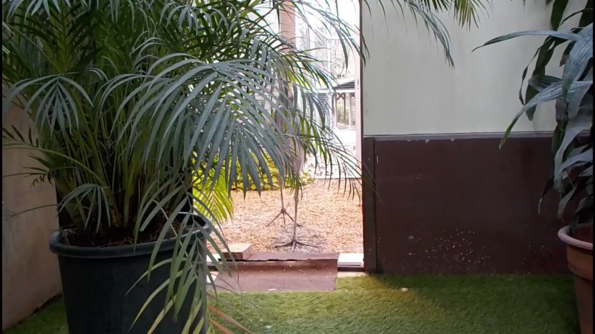 ハシビロコウさんの挨拶が激しい銃撃戦のような音でびっくり お返事したいけど物騒で難しい めっちゃ動いてる Togetter