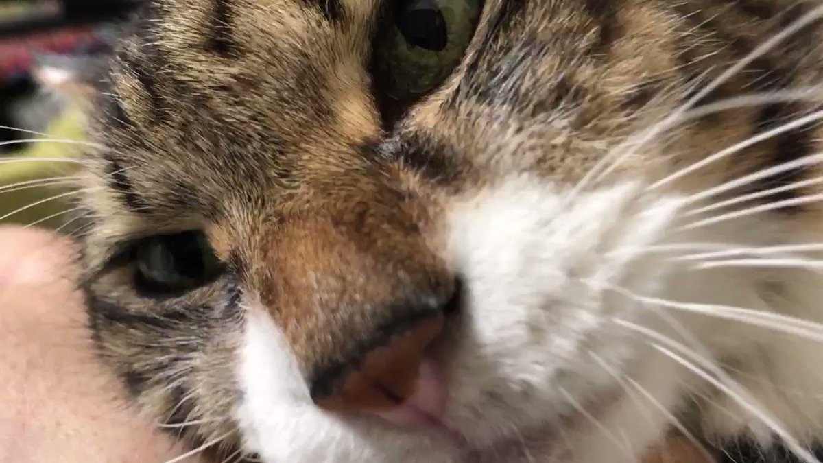 猫ががっちり腕を掴んで来る様子がうらやましい！