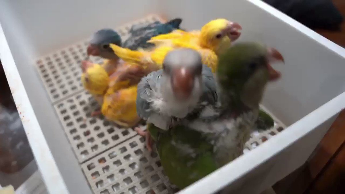 インコ専門店 インコ屋 インコ専門店 インコ屋