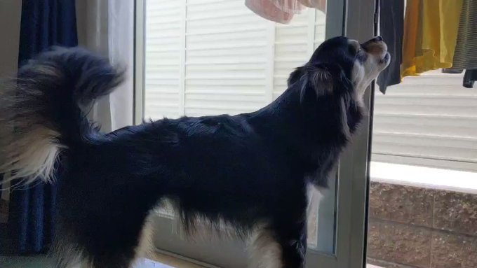 Tweets Lista犬のパパ Dio El Hash 規格外デカチワワ会 1 Whotwi Grafica De Analisis De Twitter Tweets Lista犬のパパ Dio El Hash 規格外デカチワワ会 1 Whotwi Grafica De Analisis De Twitter