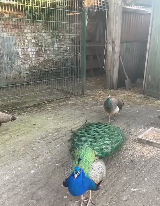 RT @universalxpics: The way this Peacock unfurls it's mesmerising feathers https://t.co/1oQUZLNK9S