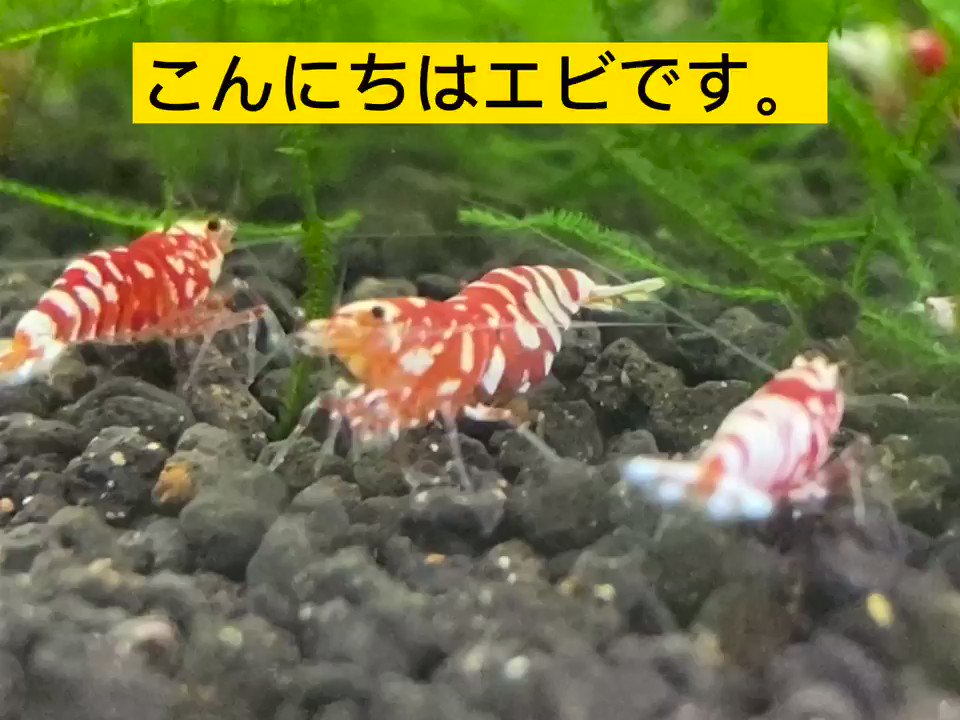エビのいちかわ Ebinoichikawa Twitter エビのいちかわ Ebinoichikawa Twitter