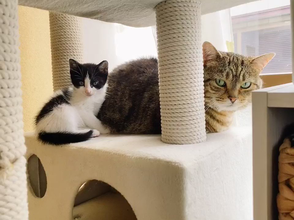 子猫さんの 遊んで 攻撃 に先住猫さんは 怒りのポーズ をするが それすらもかわいい様子 手加減してる Togetter 子猫さんの 遊んで 攻撃 に先住猫さんは 怒りのポーズ をするが それすらもかわいい様子 手加減してる Togetter