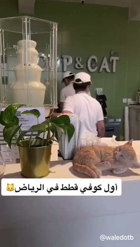 كوفي كلاب بالرياض