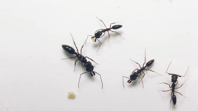 Antroom 島田拓さん の最近のツイート 5 Whotwi グラフィカルtwitter分析