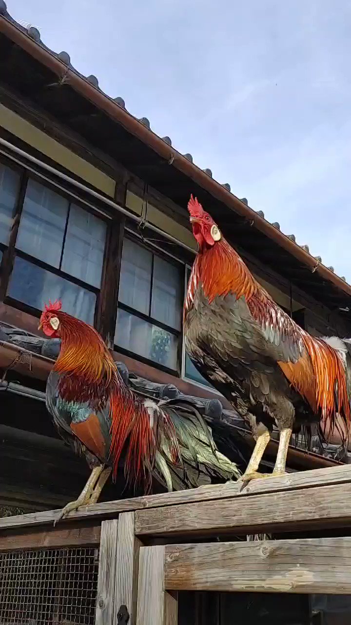【まあさん】ことりのおおきなあそびば キュン様専用】ことりのおおきなあそびば 鳥用品