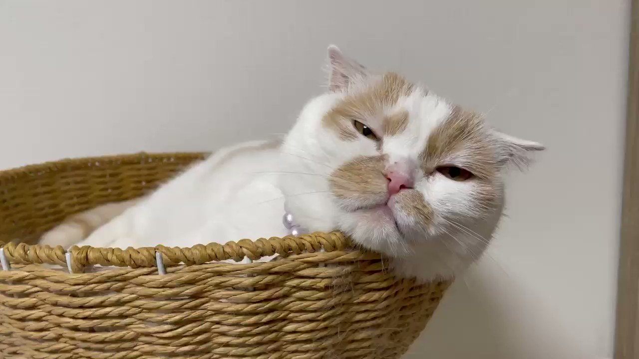 ホイップ ねこ休み展 しゃべりながらでもゴロゴロ鳴らせるってことは ゴロゴロ音はどこから鳴っているのだろう T Co Y65leybaro Twitter