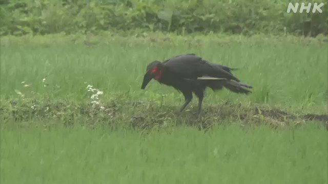 ついに 千葉 柏市で目撃情報が相次いでいた巨大鳥 捕獲に成功 南アフリカに生息する絶滅危惧種のミナミジサイチョウとみられて いる 茨城県内のペットショップから逃げたとみられており 職員らが捕獲作戦を行った ついに 千葉 柏市で目撃情報が相次いでいた巨大鳥 捕獲に成功 南アフリカに生息する絶滅危惧種のミナミジサイチョウとみられて いる 茨城県内のペットショップから逃げたとみられており 職員らが捕獲作戦を行った