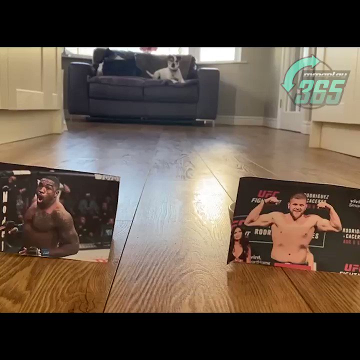 💥🐶 PET PREDICTIONS 🐶💥
It's Reggie's time to shine! Watch as he predicts the #UFCVegas28 co-main event, Walt Harris vs Marcin Tybura‼️
#UFCBettingAdvice #MMA #UFC #PetPredictions #WaltHarris #MarcinTybura #Harris #Tybura https://t.co/iLnqIbPar8
