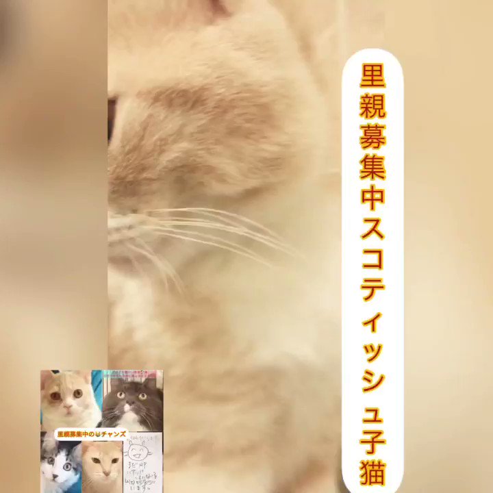 アゴはネコ 里親譲渡 保護猫 通常販売の 里親募集中の子 スコティッシュ子猫ちゃん ゴロゴロ 付き 日曜日は午後13時から16時迄ご予約不要です 逢いに来てニャ アビシニアン メインクーン マンチカン他 ハンディやブリーディング アゴはネコ 里親譲渡 保護猫 通常販売の 里親募集中の子 スコティッシュ子猫ちゃん ゴロゴロ 付き 日曜日は午後13時から16時迄ご予約不要です 逢いに来てニャ アビシニアン メインクーン マンチカン他 ハンディやブリーディング