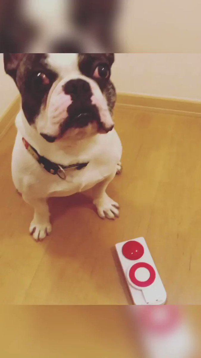 frenchbulldog36 (@frenchbulldog36) / X