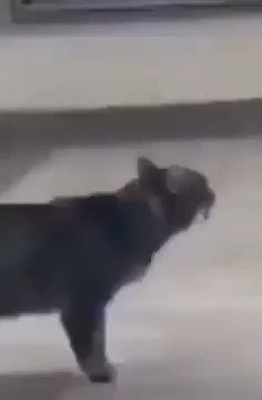 @ulat_bulu_buluu0027s video Tweet