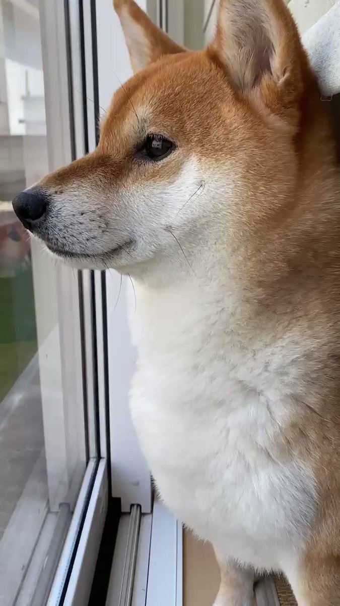 行かないでー 大好きなお父さんを窓から見つめる 乙女 な柴犬ちゃんにキュン Mofmo