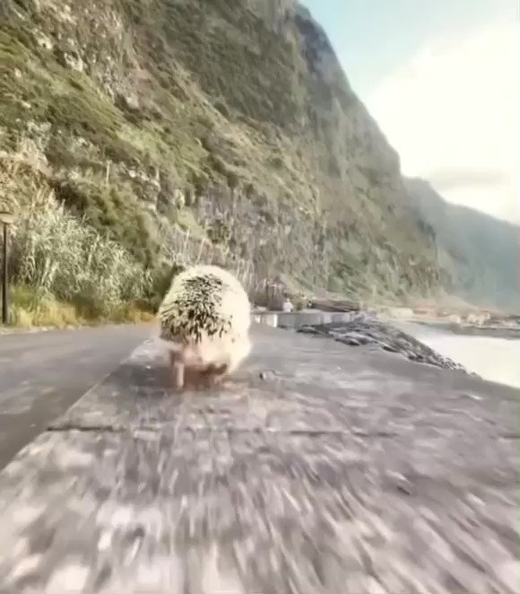 Leaked footage from the new Sonic The Hedgehog movie. Look at him go. #Sonic https://t.co/5LL77mqwUh