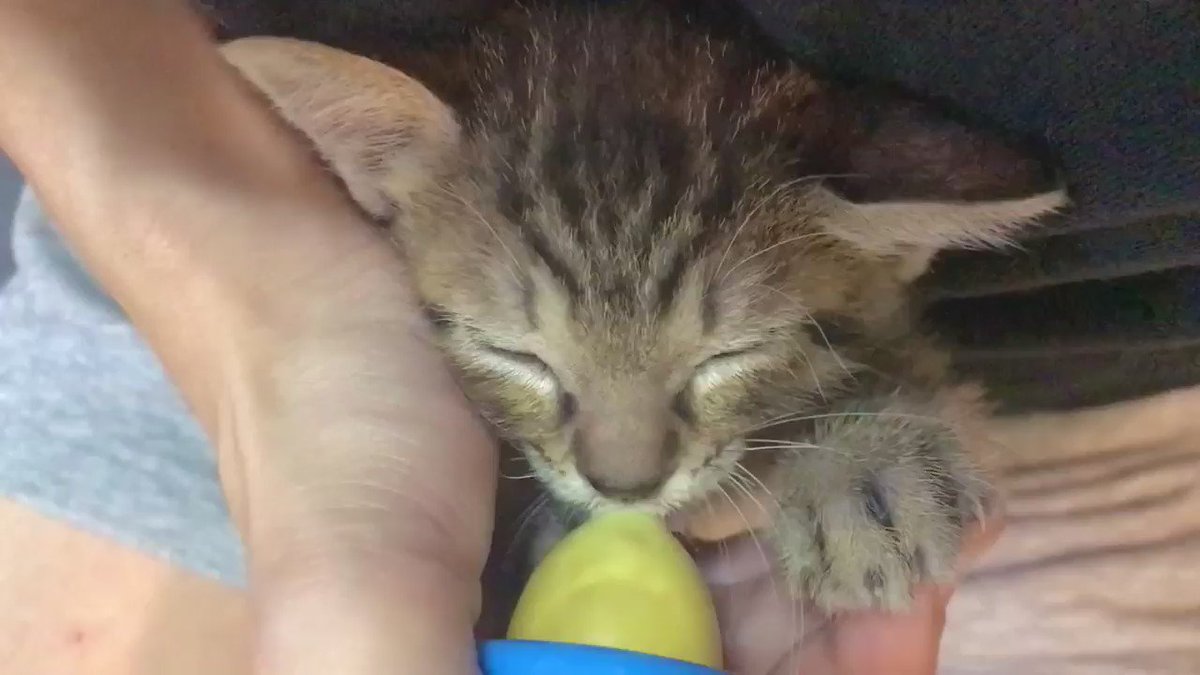 食事中に寝落ちした子猫が最高にかわいすぎる！