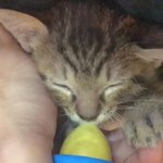 食事中に寝落ちした子猫が最高にかわいすぎる!