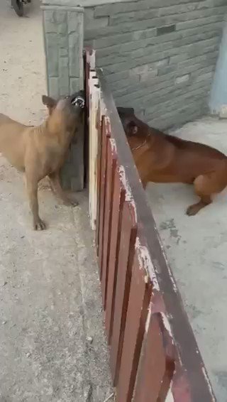 Le Repertoire A Meme Sur Twitter Chien Qui Aboie A Travers Barriere Meme T Co Ncvt5ire Twitter