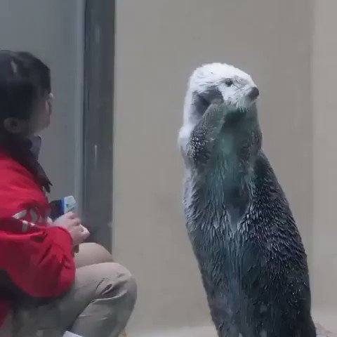 RT @buitengebieden_: Checking Sea Otter temperature.. https://t.co/t1dpoJhd4i