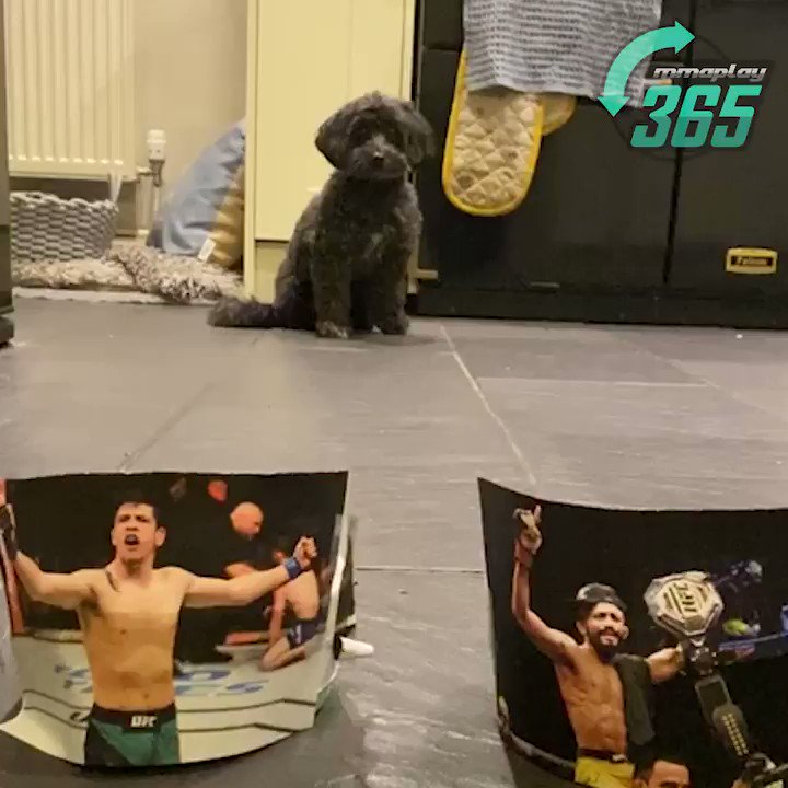 💥🐶 PET PREDICTIONS 🐶💥
Predictions at the ready... Watch as our MMAPlay365 pet, Lottie, predicts the #UFC263 co-main event championship fight, Figueiredo vs. Moreno 2‼️
Do you think her predictions are right?
#UFCBettingAdvice #UFC #PetPredictions https://t.co/oKLgEKZ7vL