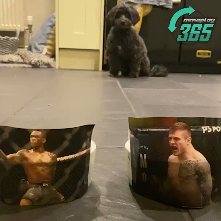 💥🐶 PET PREDICTIONS 🐶💥
It's that time again... Watch as Lottie predicts the main event championship fight for #UFC263, Adesanya vs. Vettori 2.
Has she picked who you've got?
#UFCBettingAdvice #UFC #PetPredictions https://t.co/uo2CDJOfG3