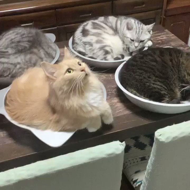日本人が猫を食べるなんて聞いたこともない D トルコ 猫 Togetter 日本人が猫を食べるなんて聞いたこともない D トルコ 猫 Togetter