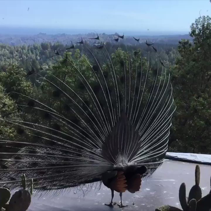 Beautiful plumage! This peacock put on a show for one KSBW 8 viewer at Judy's Alpaca Ranch. Wait for the turn! https://t.co/UW4Y5c1iWe