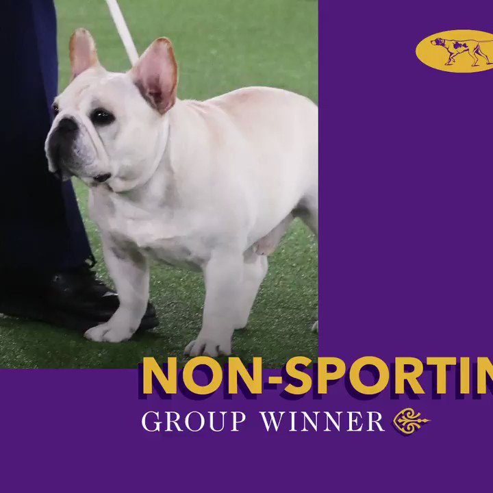 Westminster dog best sale show french bulldog