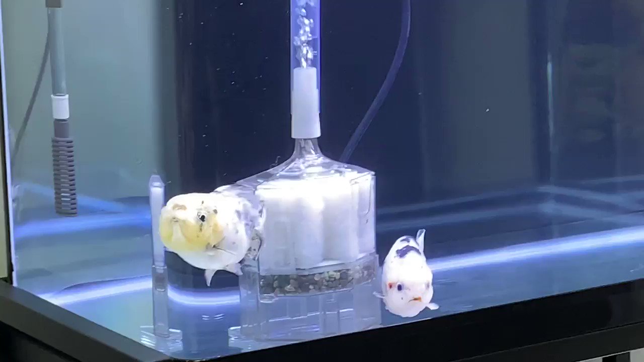 ゆる く金魚 Zpjvvjuhxbpfujh Twitter