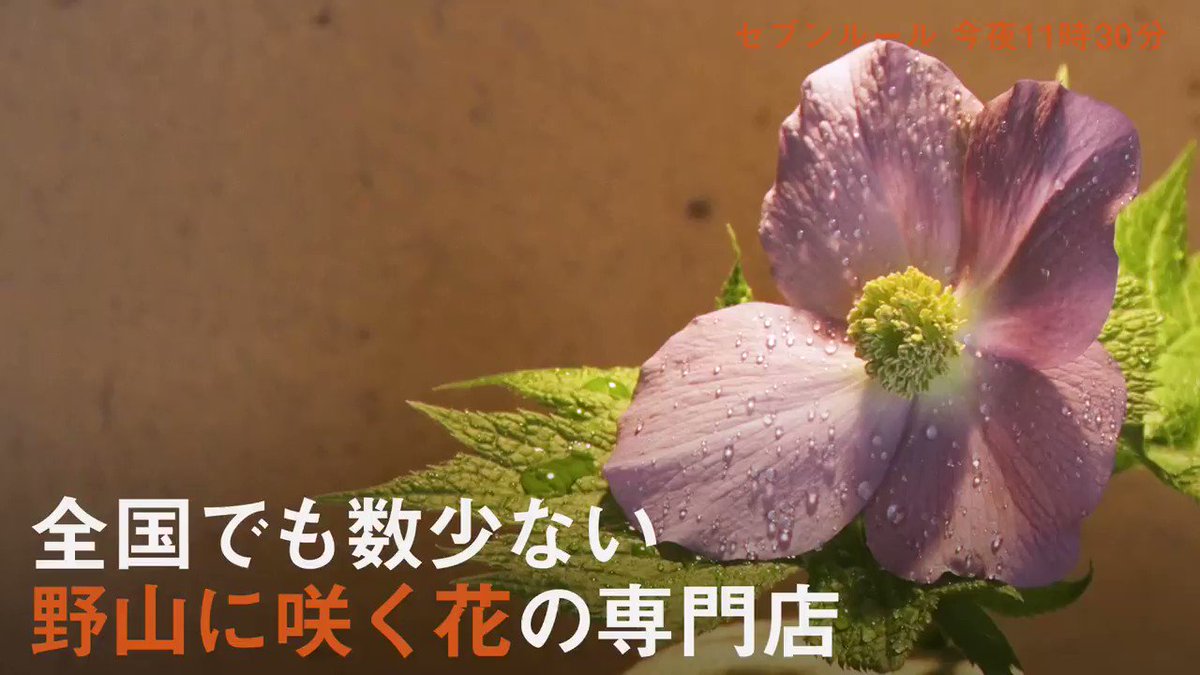 花屋みたて 京都 野山に咲く花の専門店 セブンルール 京都のお墨付き