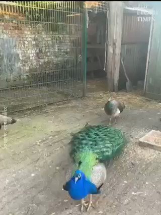 RT @drsurendrpathak: Beautiful peacock... https://t.co/jWgjnJQqdY