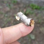 蛾の擬態がもはや枝にしか見えなくて判別できないレベル!