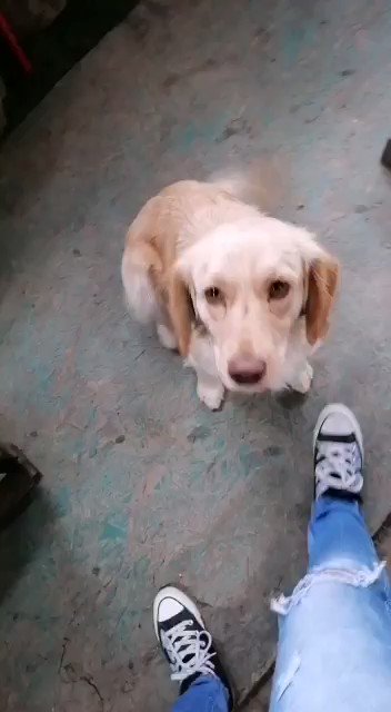 Buenos dias.
Miren quienes estan listos para ir a un refugio, ese que usteded le consiguieron con sus donaciones #Kimba y #Oso 🤗
Una chica los refugoa, esperando nuestra llegada 💙
Desde hoy ya no dormiran más en calle 🤗
Yo habia dicho que eran amigos, pero no es asi https://t.co/wv7mptxoYM