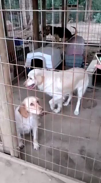 MISIÓN CUMPLIDA 💙 Y ALGO MÁS ...
#Kimba 3 años y #Oso 2 años madre e hijo, salieron de la calle y ya estan en un refugio. Esto lo hicieron posible ustedes con sus bonitas donaciones. 💙
Ademas....
HOY EN INSTAGRAM Rifa Fundacion Supercan a partir de las 22:00 hrs https://t.co/elVGCTvMQP