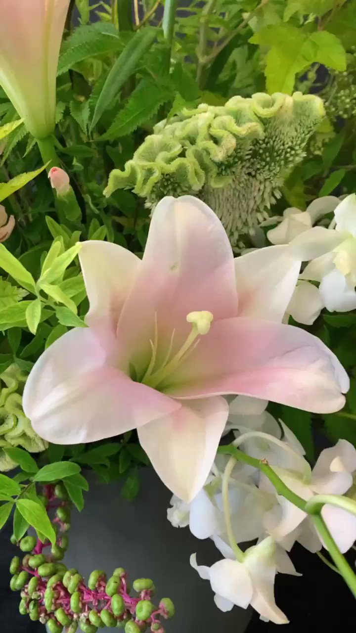 Shfa雨虎花纪 Luokeira Twitter