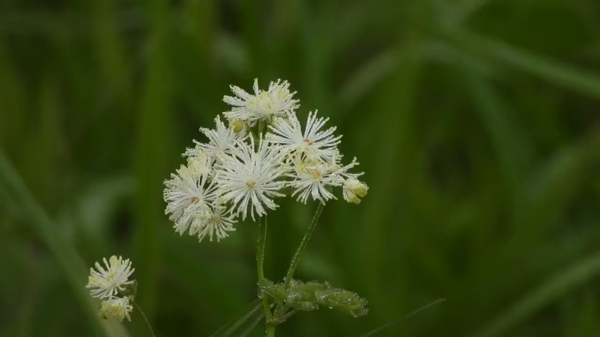カカオ 花言葉 カカオ 花言葉 カカオ 花言葉 カカオ 花言葉
