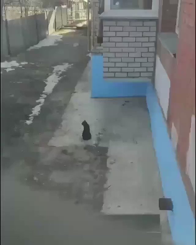 When...a cat owner is too lazy to run downstairs and open up the door 😃😄😂
#ViralVideo @Viral_GIFs #cats #ViralVideos https://t.co/AYFZmH88DQ