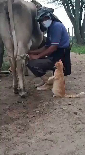 OMG બિલાડી કહે છે..
#ViralVideo #Cow #animal
@Viral_GIFs#animal #ViralVideos #fun #funniesttweets #blueTick https://t.co/vAkQPK1SJk