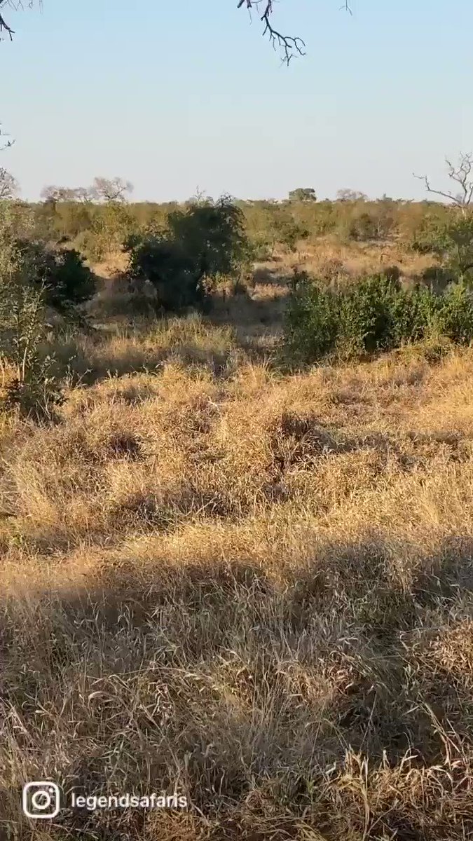 Djuma
Day 4-morning safari highlights
Most of this morning's safari was spent with a male leopard (Quarantine male) moving about before setting his sights on a herd of impalas
https://t.co/OXFK1gbN6l
#djuma #sabisands #safari #wildearth #legendsafaris
@mykat_mia
@RoyAllenFSW https://t.co/KqYI4p1ddy