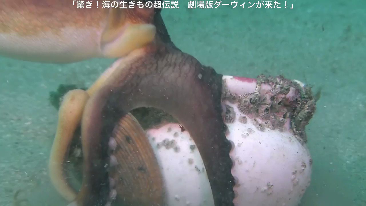 驚き！海の生きもの超伝説 劇場版ダーウィンが来た