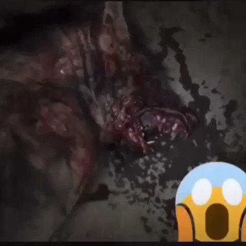 What kind of animal is this again ? https://t.co/h6YMnd6SWG
