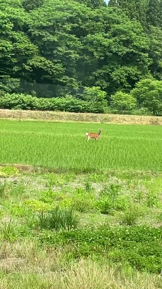 礼儀正しいニホンジカ！この礼儀正しさは見習いたい！でも、田んぼの中に入っては良くないよw
