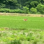 礼儀正しいニホンジカ!この礼儀正しさは見習いたい!でも、田んぼの中に入っては良くないよw