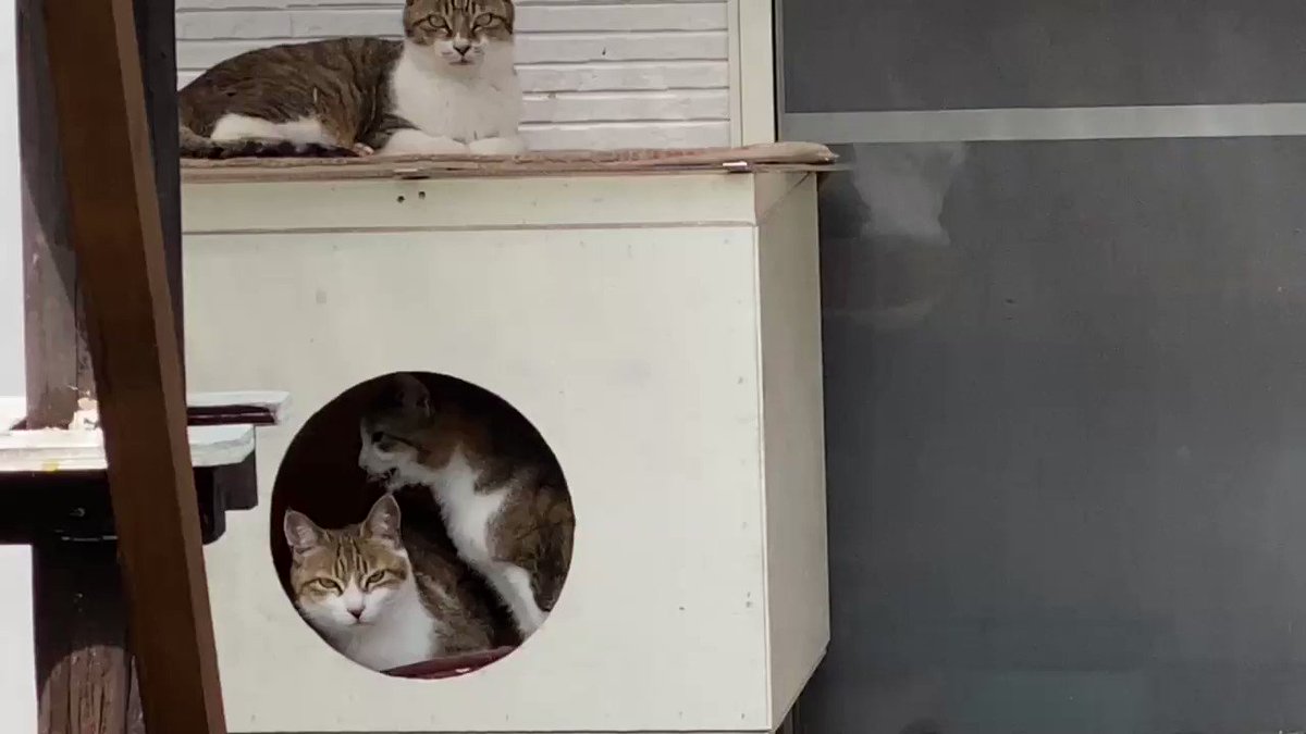 足利 Catnap キャットナップ お店から猫を眺める猫カフェ 猫アレルギーも安心 足利グルメのブログ Ashikaga Gourmet