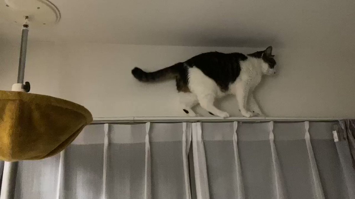 外が見えるように とキャットタワーを配置した結果 カーテンレールの上で器用にバックする猫さん 逆立ちしてuターンします Togetter