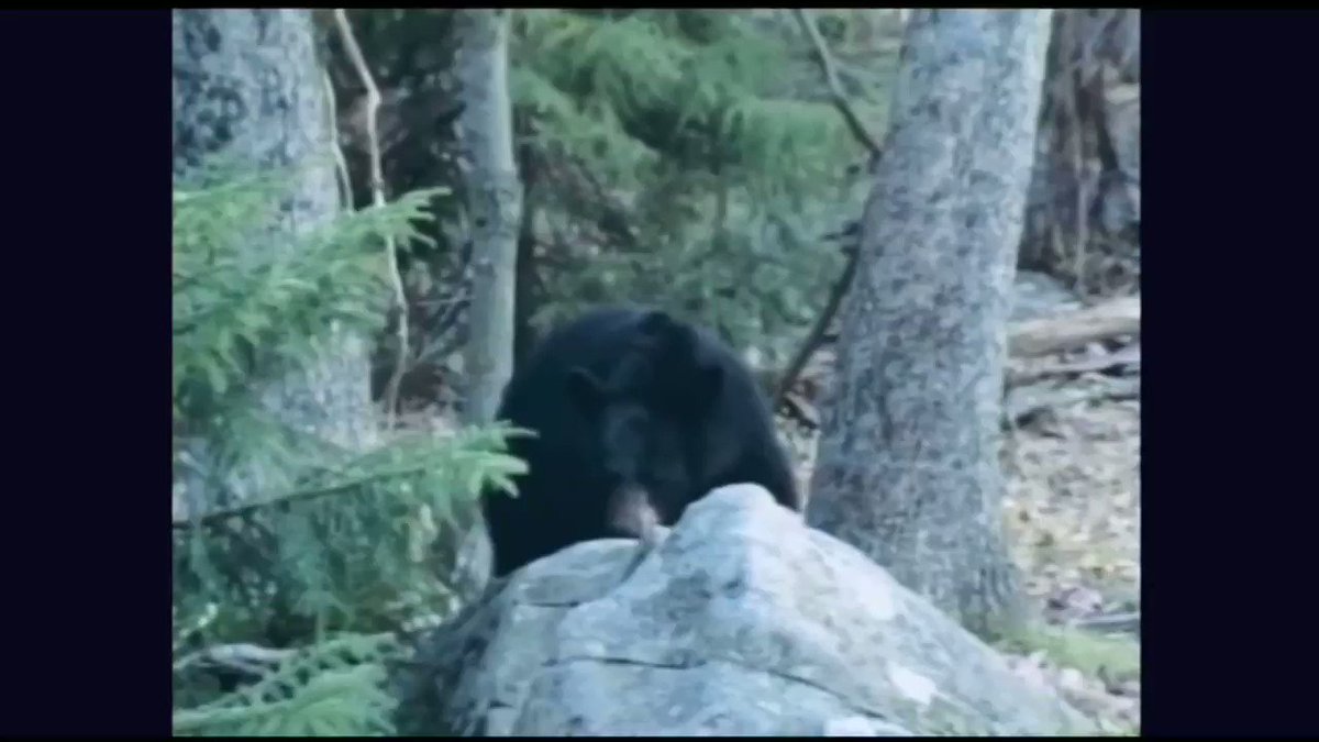 Can you out climb a black bear??
#bear #BearTipOfTheDay #hunting #fishing #wildlife https://t.co/GQhwomKgrw